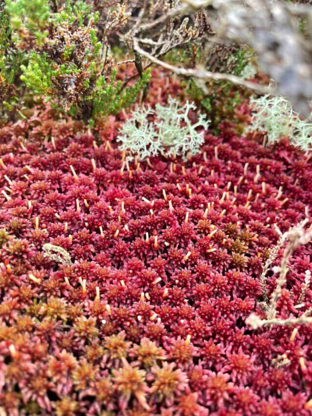 Sphagnum Moss or peat moss – what’s the difference?