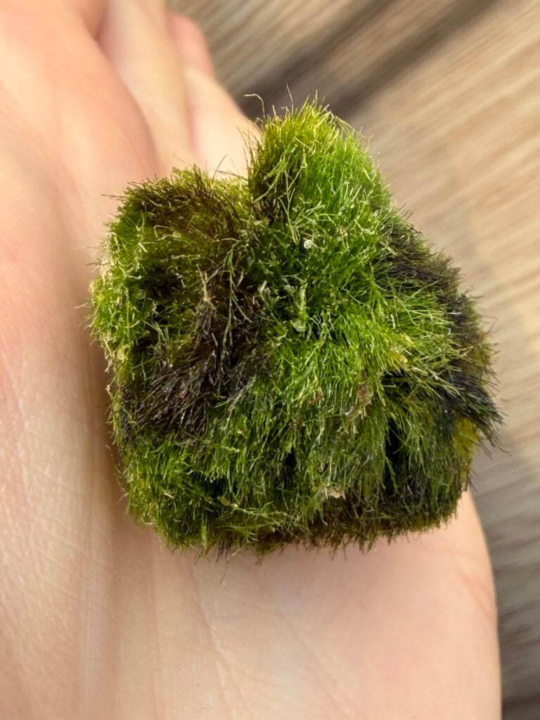 damaged marimo moss ball with dark spots from sunlight exposure