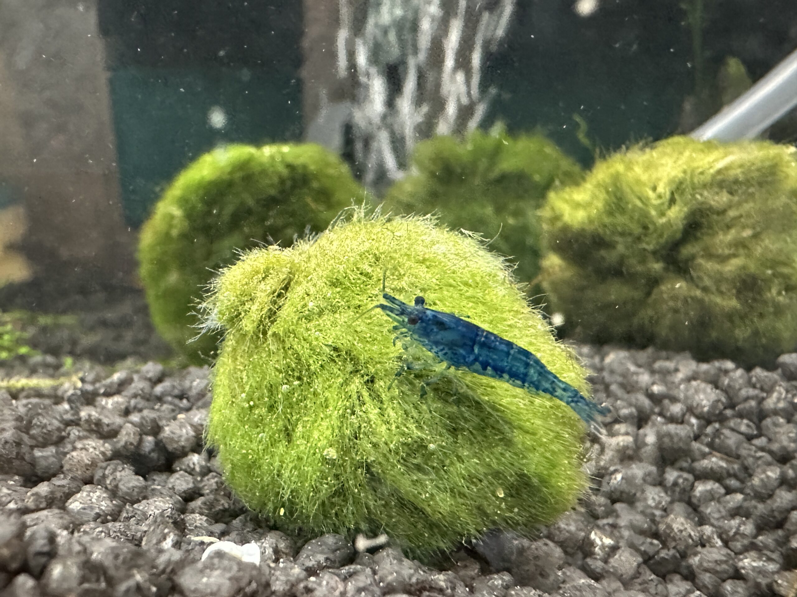 marimo moss balls in aquarium with blue shrimp freshwater aquascape