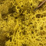 Preserved Reindeer Moss LEMON YELLOW BULK
