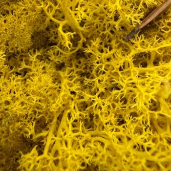 Soft preserved reindeer moss lemon yellow natural texture detail