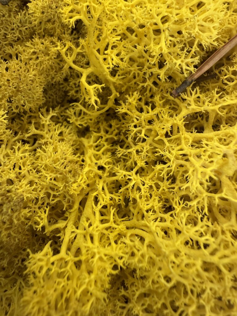 Soft preserved reindeer moss lemon yellow natural texture detail