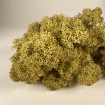 Preserved Reindeer Moss – Kiwi Made with Moss plant decoration 2