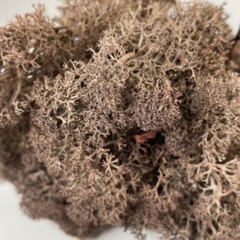 Preserved Reindeer Moss – Brown Made with Moss plant decoration