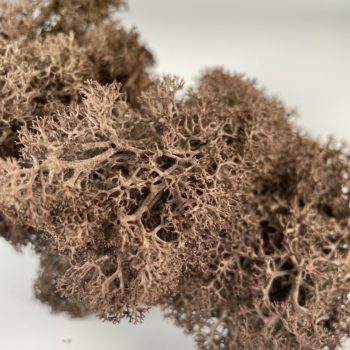Preserved Reindeer Moss – Brown Made with Moss plant decoration 2