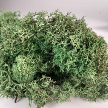 Preserved Reindeer Moss – Grass Green Dark Made with Moss plant decoration