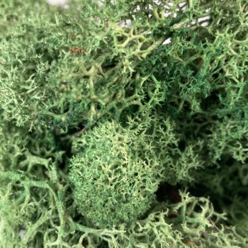 Preserved Reindeer Moss – Grass Green Dark Made with Moss plant decoration 2