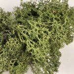 Preserved Reindeer Moss - Moss Green