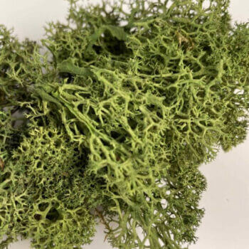 Preserved Reindeer Moss – Moss Green Made with Moss plant decoration