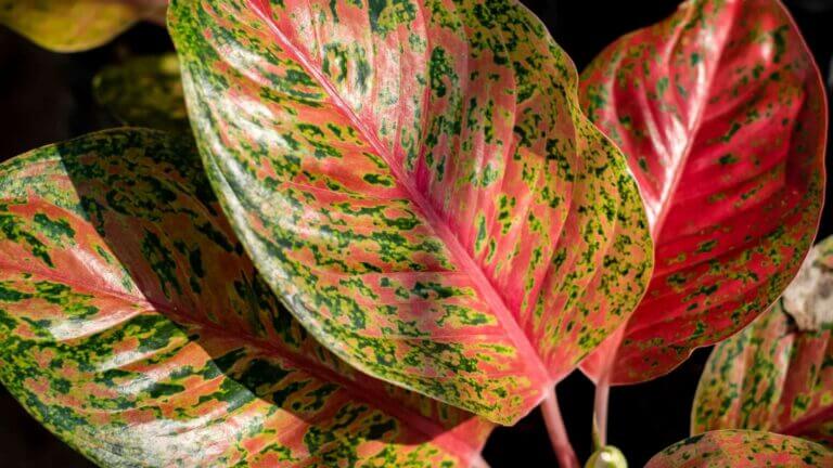 Aglaonema Care Guide