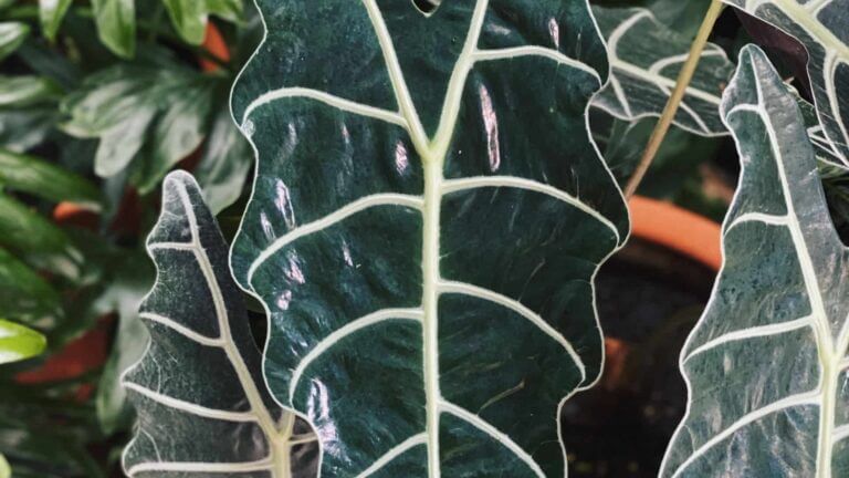 Alocasia Care Guide