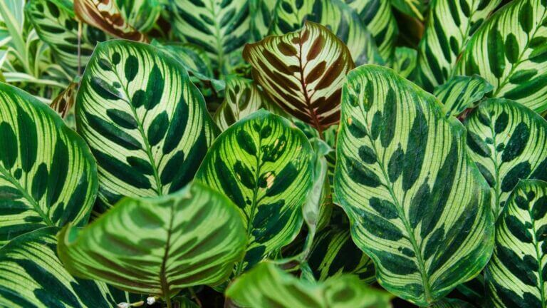 Calathea Care Guide