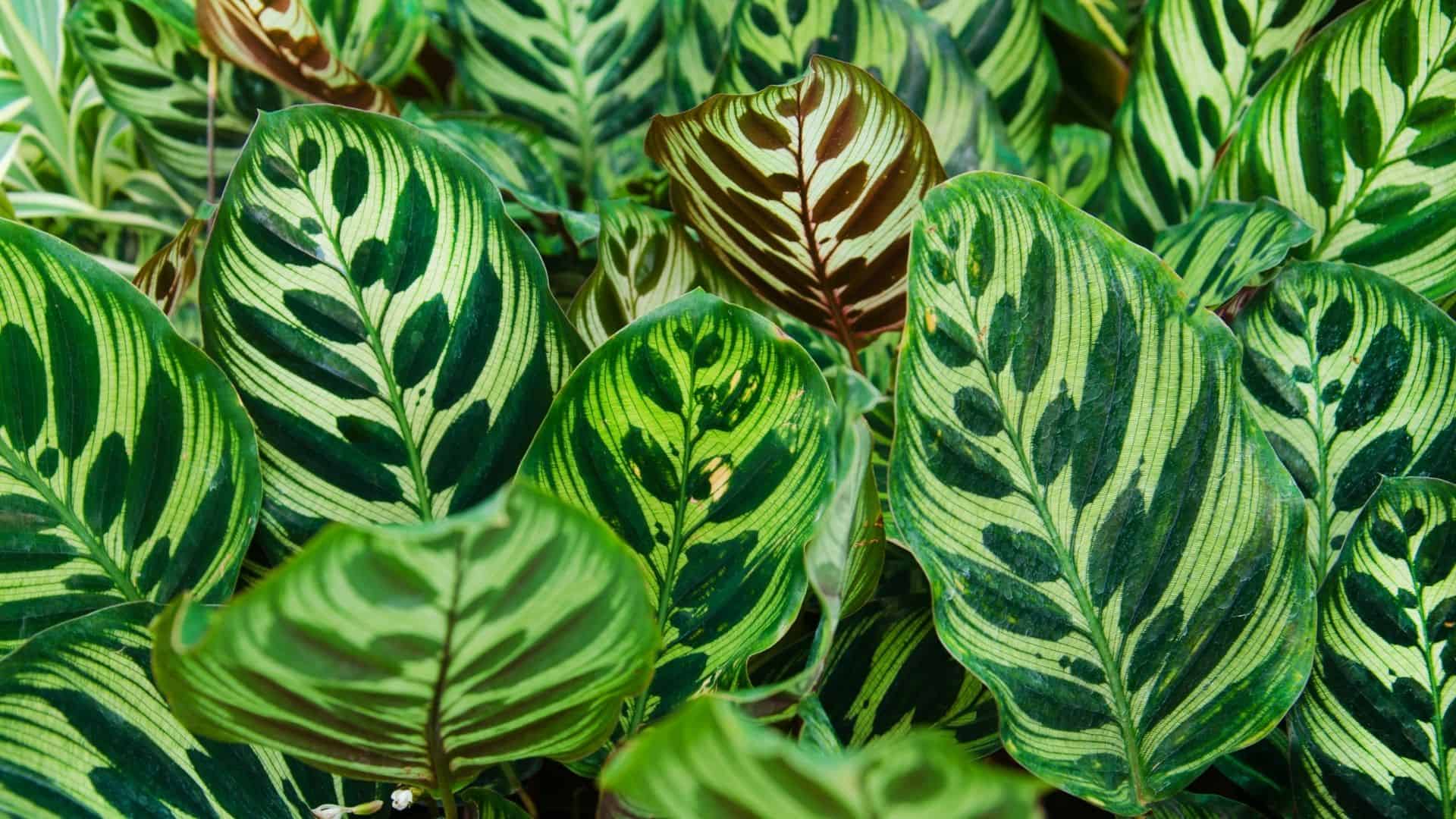 dracaena india Song of India Plant (Dracaena reflexa)