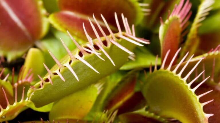 Carnivorous Plants Care Guide