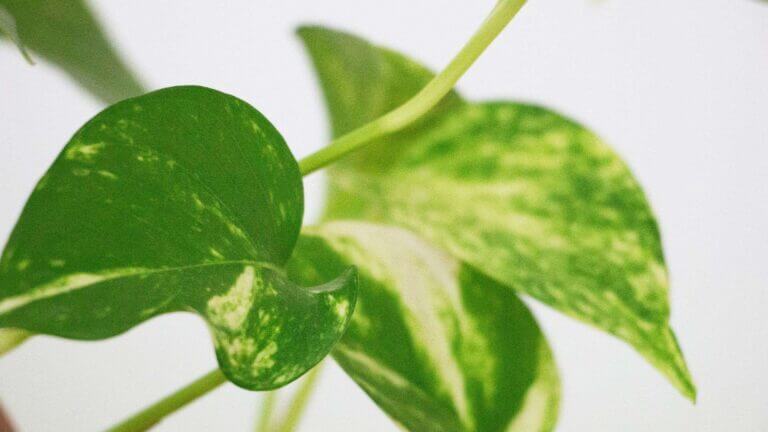 Epipremnum Care Guide