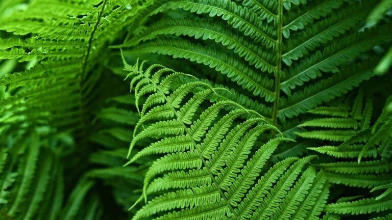 Fern Care Guide