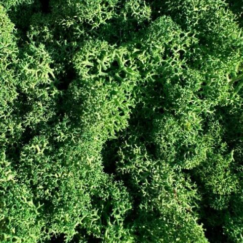 preserved reindeer moss grass green dark