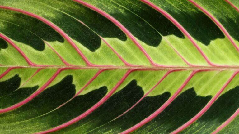 Maranta Care Guide