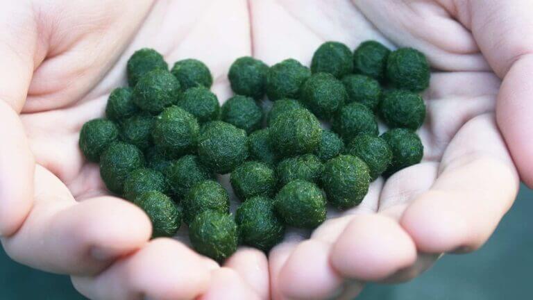 Marimo Moss Care Guide