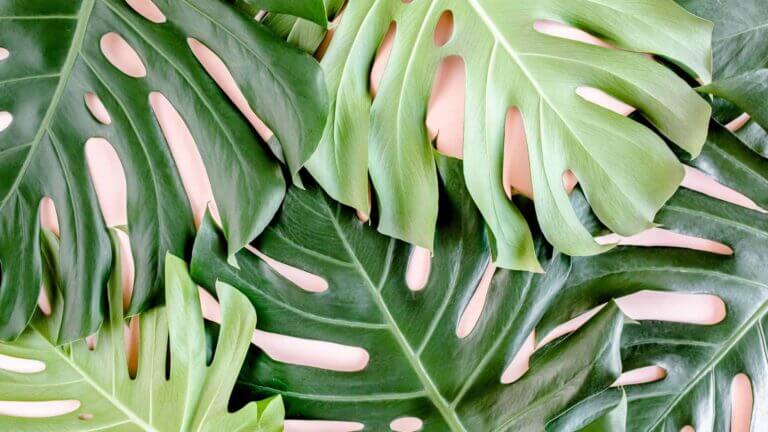 Monstera Care