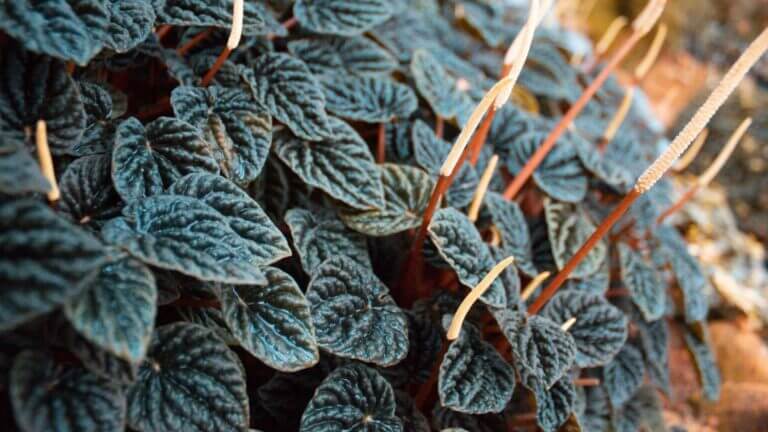 Peperomia Care Guide