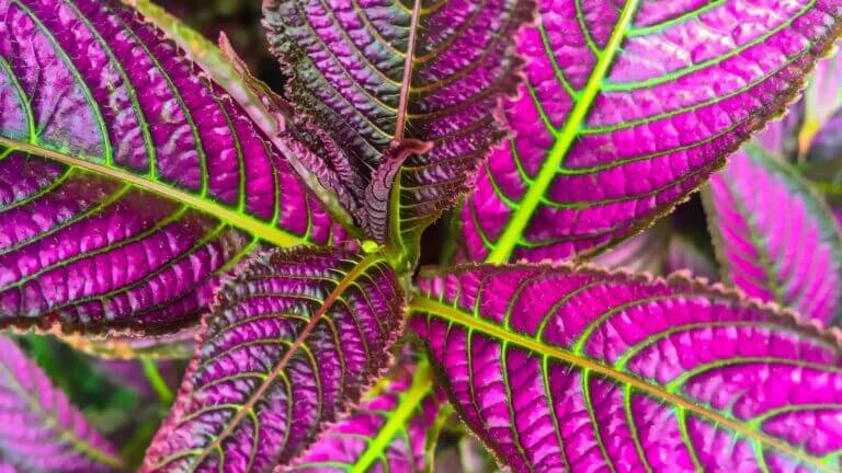 Persian Shield Care Guide