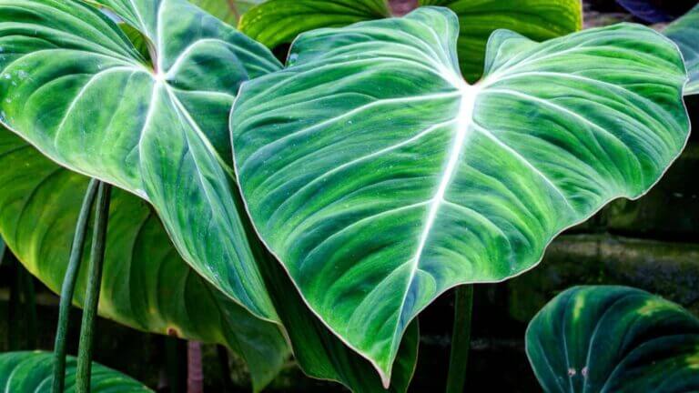 Philodendron