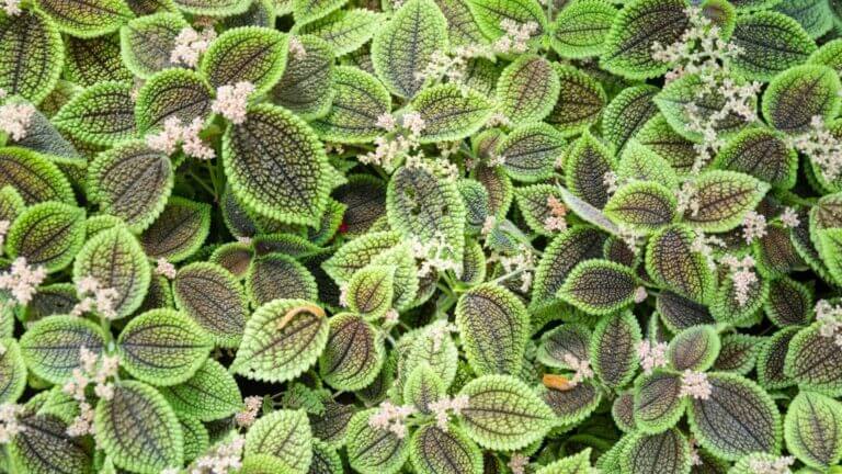 Pilea Care Guide