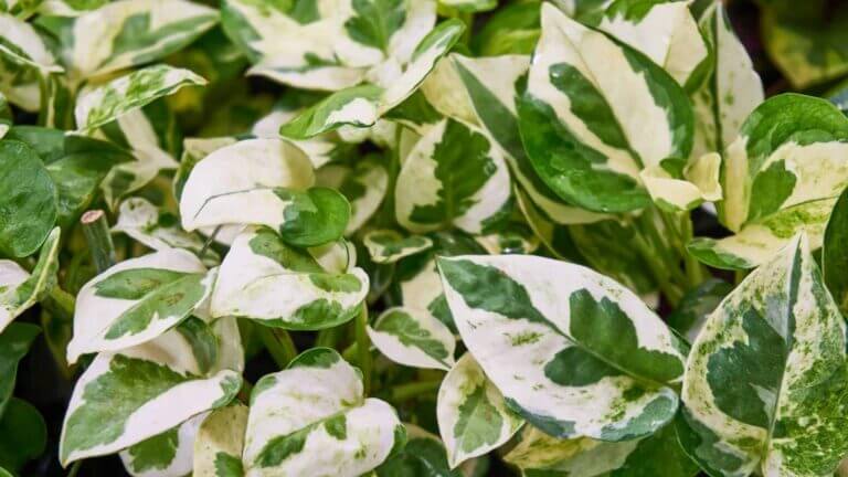 Pothos Care Guide