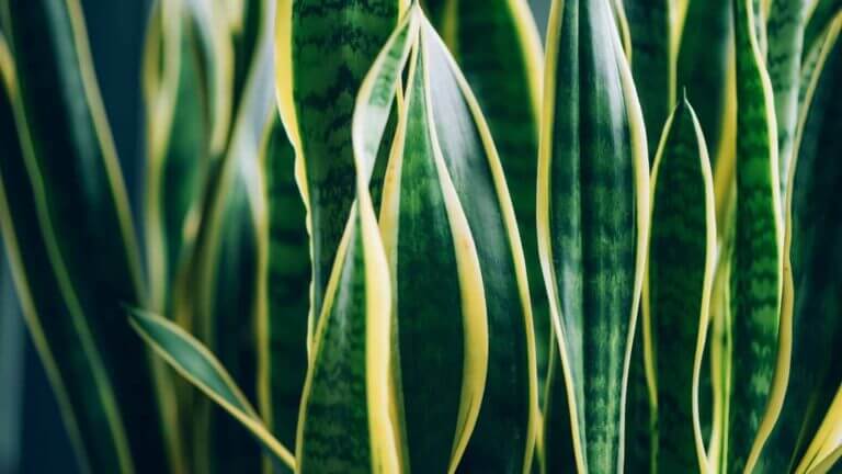 Sansevieria Care Guide