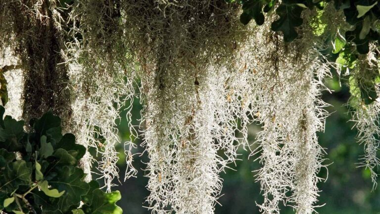 Spanish Moss Care Guide