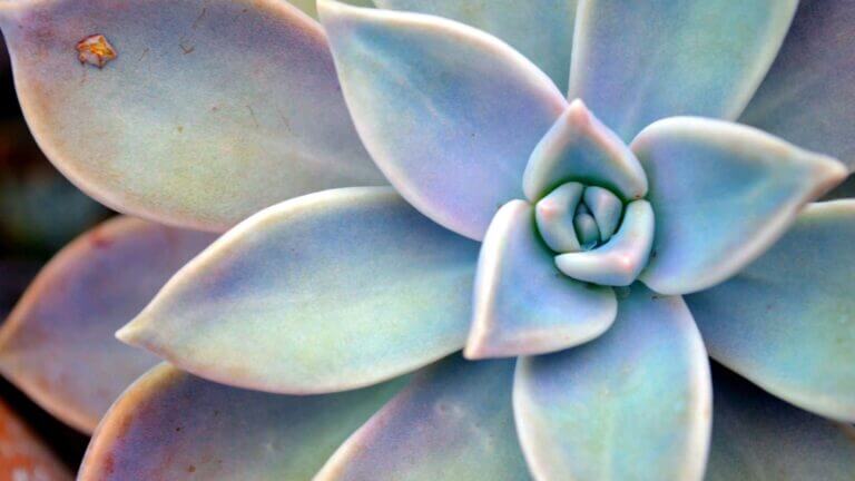 Succulent Care Guide