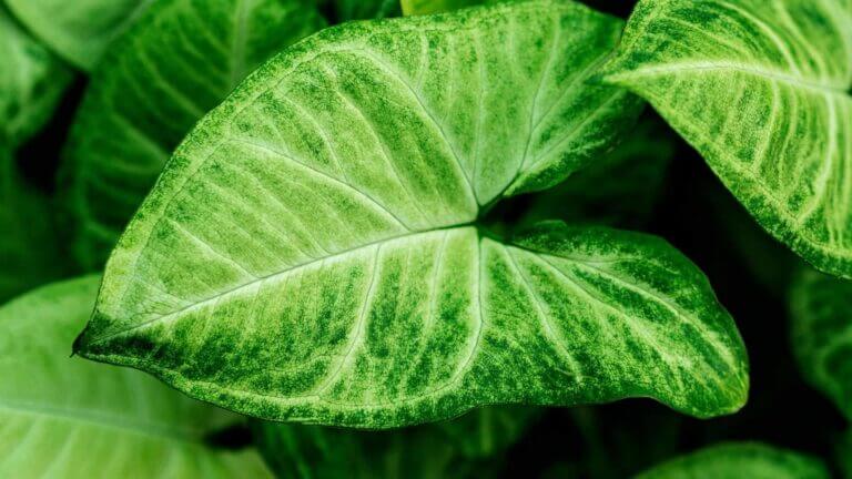 Syngonium Care Guide