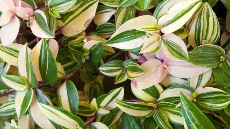 Tradescantia Care Guide