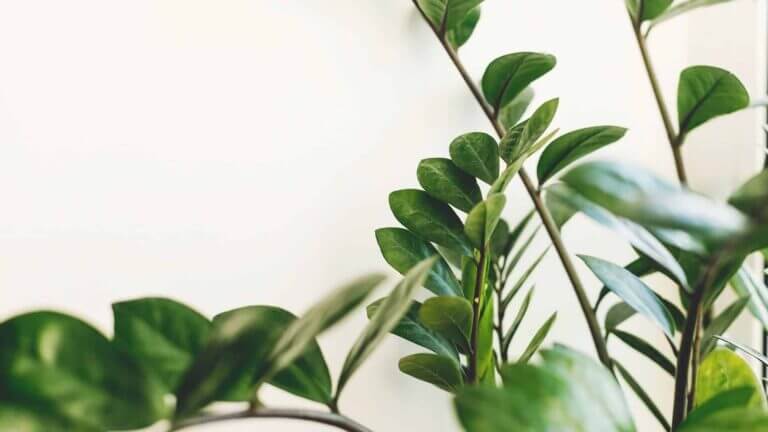 ZZ Plant Care Guide