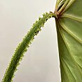 IMG_0437