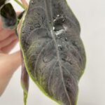 Alocasia Azlanii Elephant Ear 6cm pot