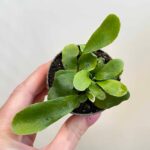 Staghorn Fern Platycerium 6cm