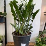 Zamioculcas ZZ | 27cm wide pot | XLARGE