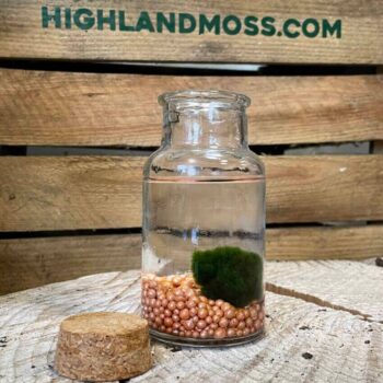 Marimo Moss Ball Bottle With Cork Marimo Moss easy care 2