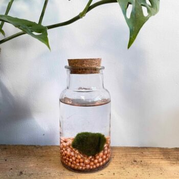Marimo Moss Ball Bottle With Cork Marimo Moss easy care