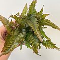 IMG_8867