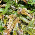 Pteris Quadriaurita Tricolor Painted Fern 6cm pot
