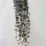 String Of Hearts Ceropegia Woodii Large 14cm po
