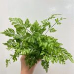 Pteris Ensiformis Evergemiensis 8cm pot