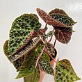 IMG_8895