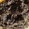 Terrarium, Vivarium and Mossarium Potting Mix Soil by Highland Moss