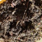 Terrarium, Vivarium and Mossarium Potting Mix Soil by Highland Moss