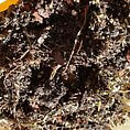 Terrarium potting mix