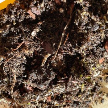 Terrarium, Vivarium and Mossarium Potting Mix Soil by Highland Moss Soil growing medium